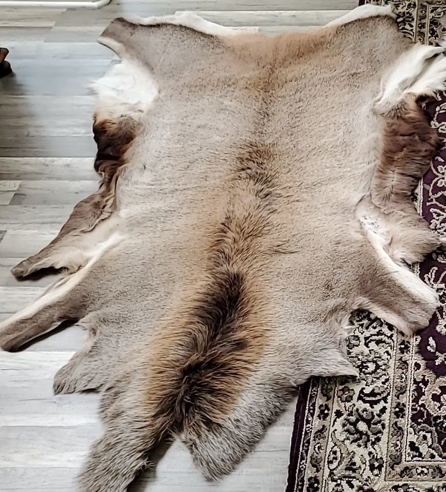 Norwegian Deer Hide(Bull)